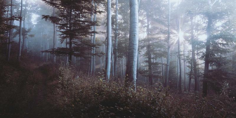 软件定义网络（SDN）：重塑企业网络架构的智能引擎